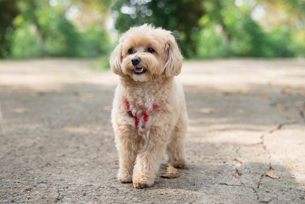 Little Maltipoo puppies walking in Ottawa