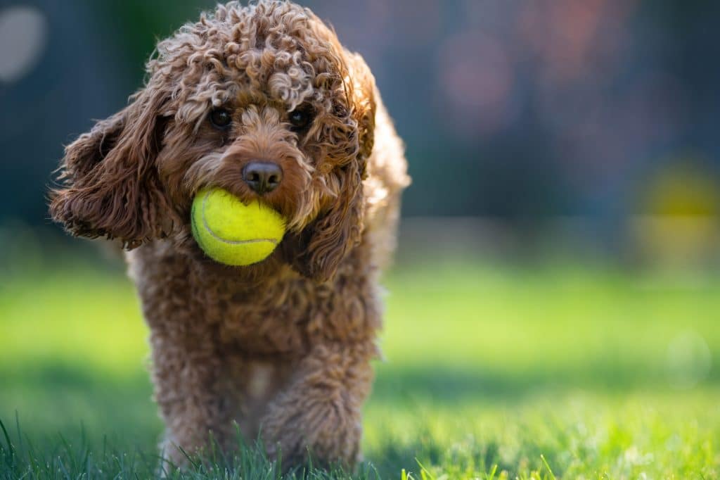 Beautiful Cavapoo dog in Ottawa