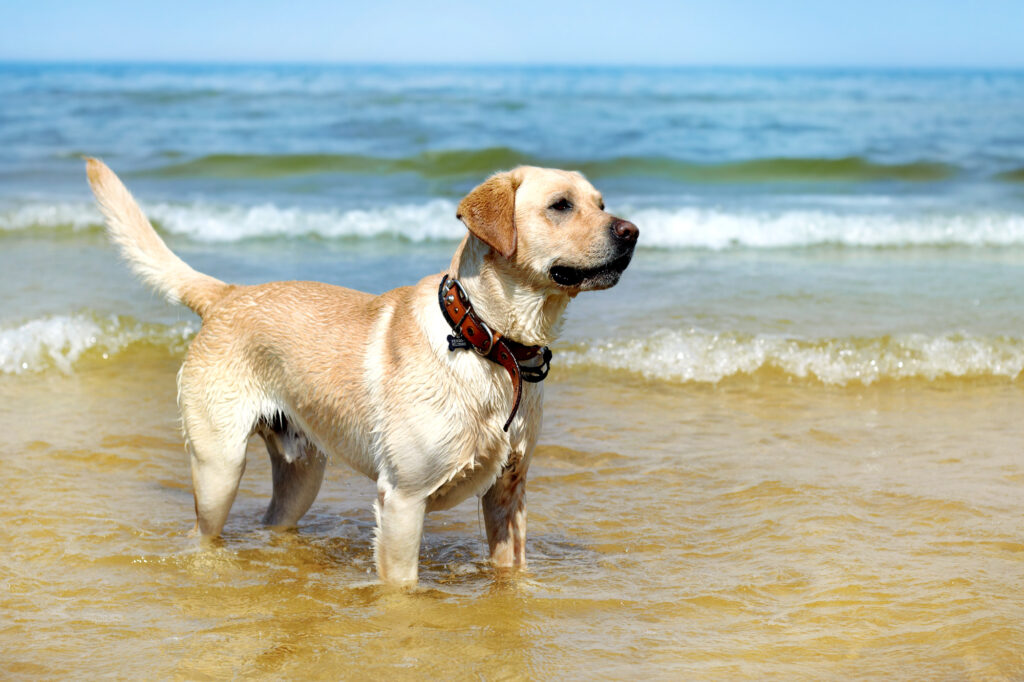 beautiful young Labrador in Sydney