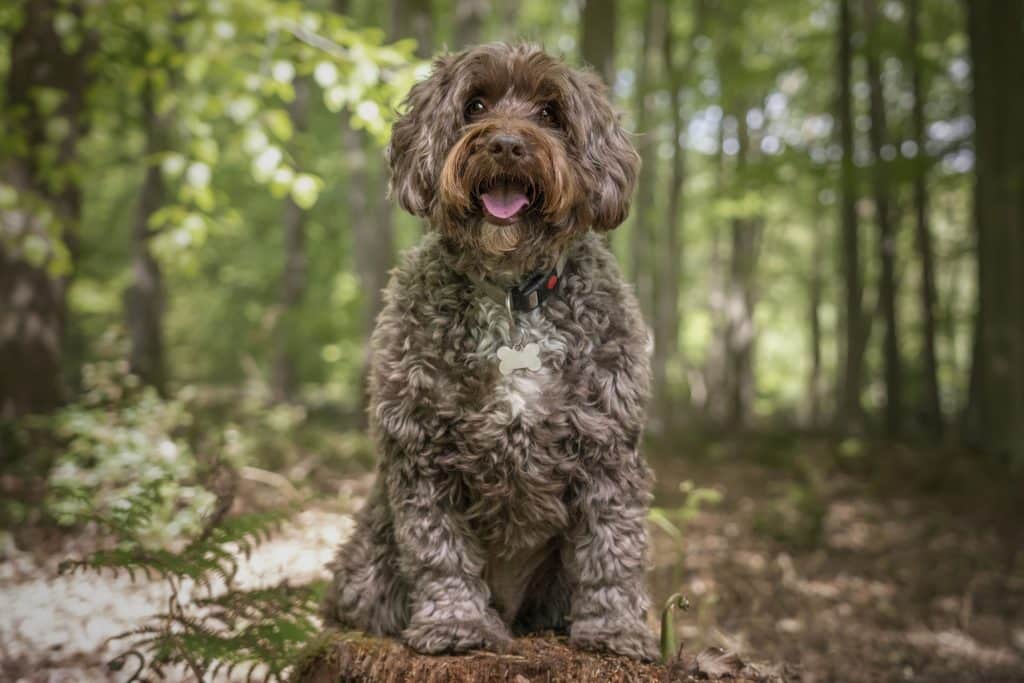 Beautiful Spoodle Dog in in Queensland (QLD)