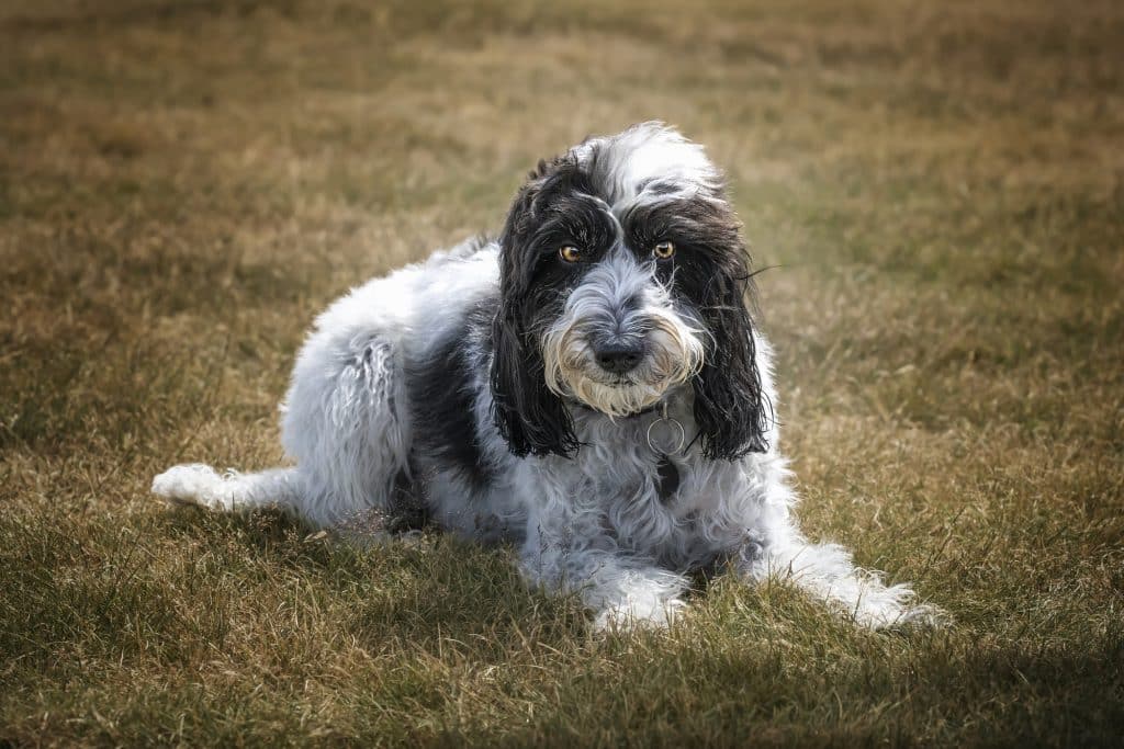 Spoodle don laying down in Victoria