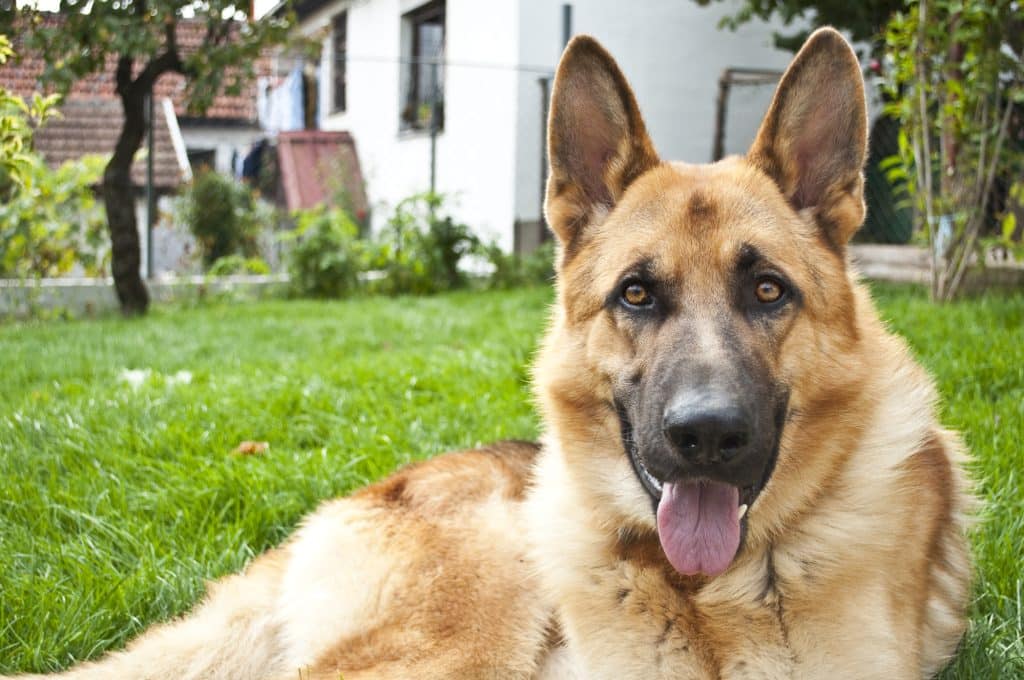 Cute German shepherd dog in Nova Scotia