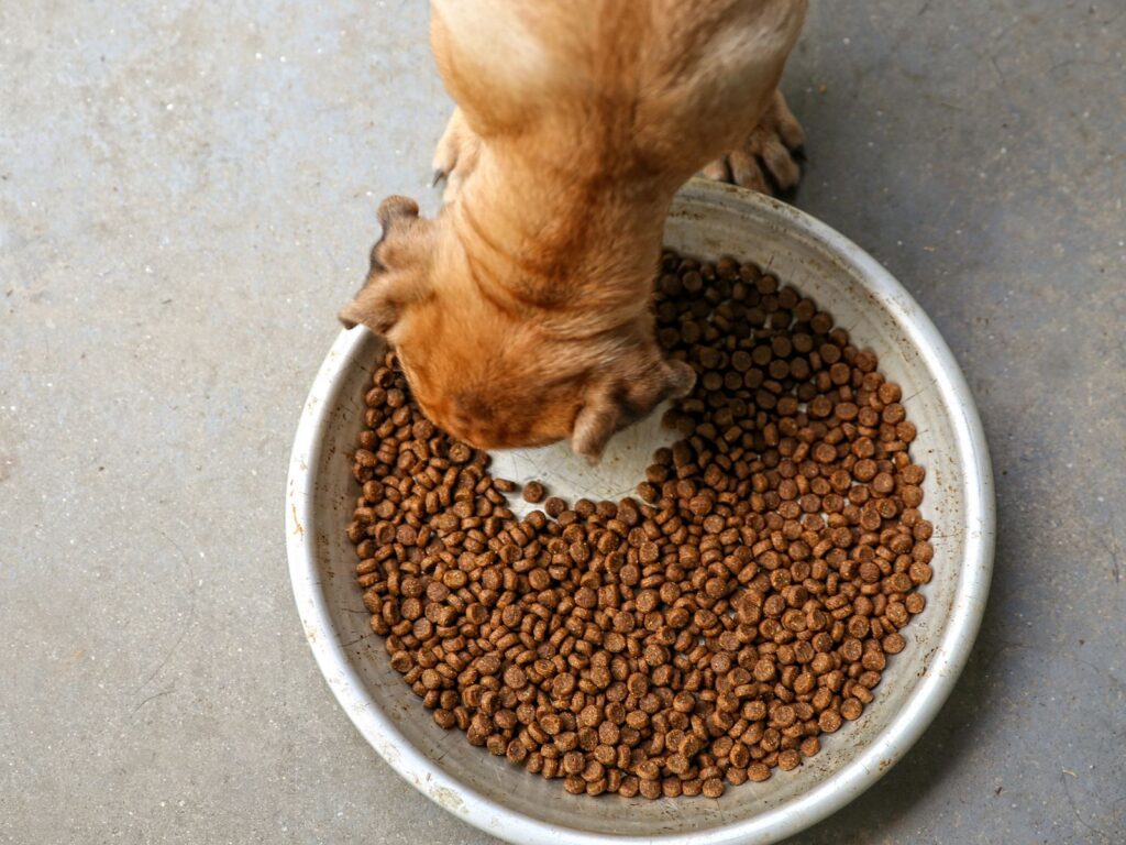 Dog Eating From Super Sized Bowl