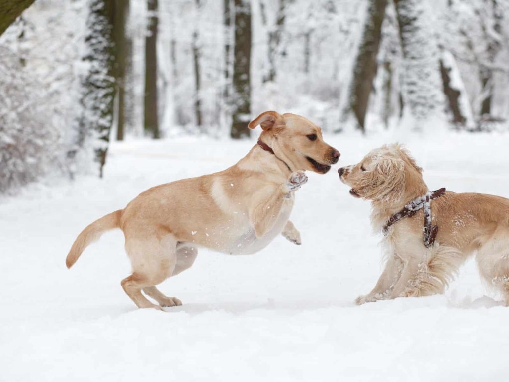 Dogs playing in snow