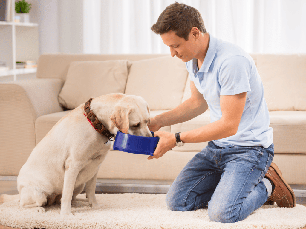 Feeding Your Dog