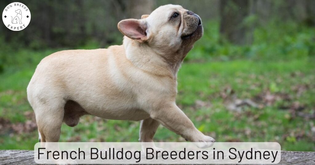French Bulldog Breeders in Sydney