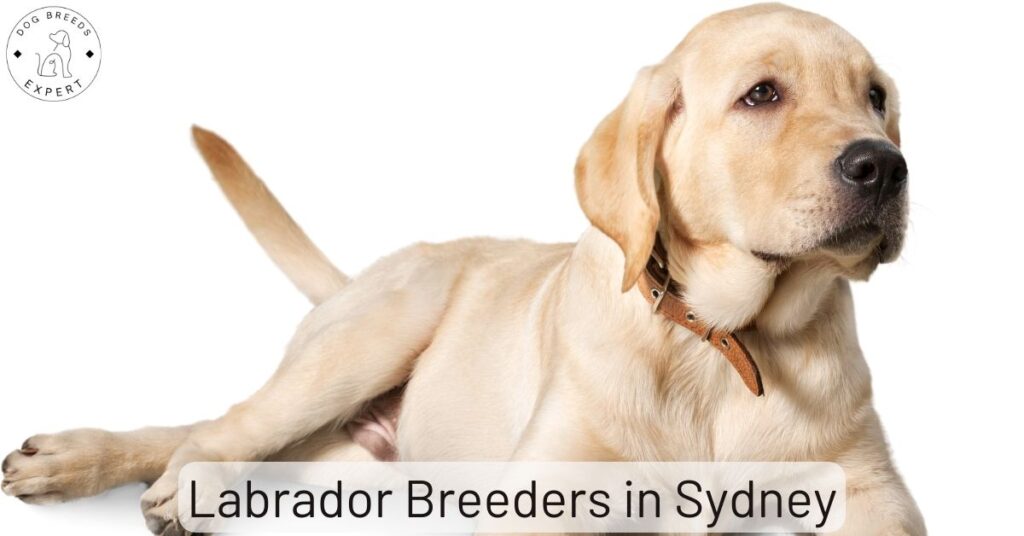 Labrador Breeders in Sydney