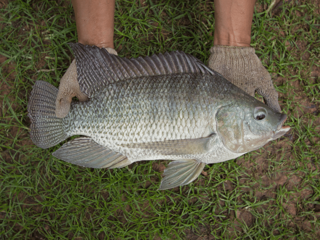Large Raw Tilapia Fish