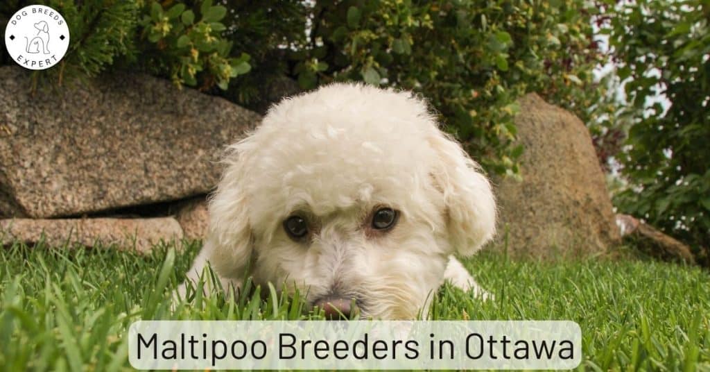 Maltipoo Breeders in Ottawa [2025] | List Of 2 Local Breeders