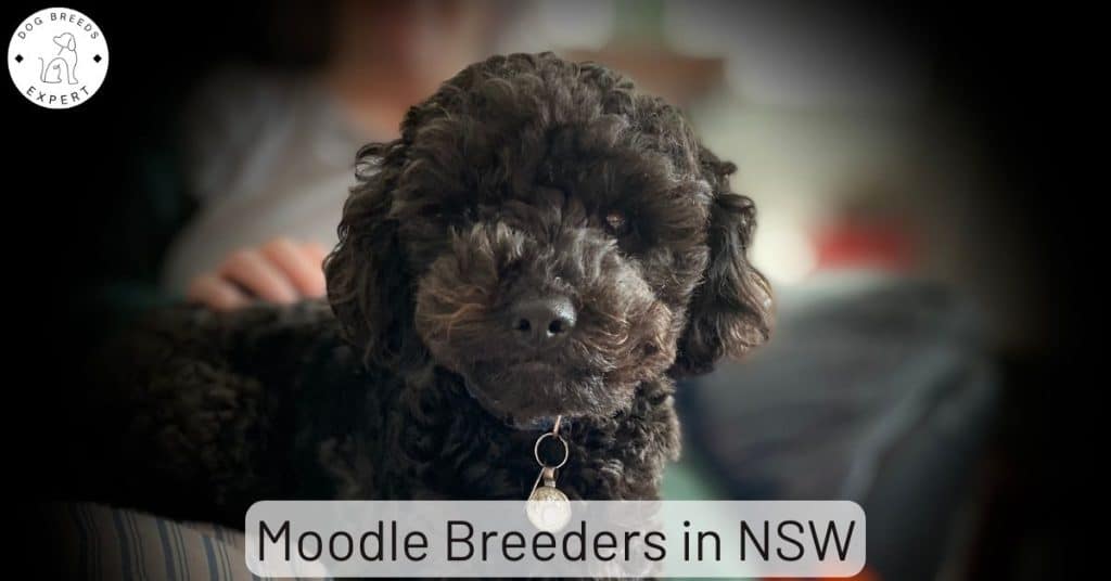 Moodle Breeders in New South Wales