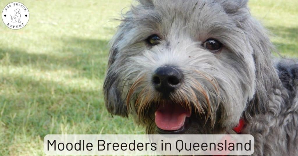 Moodle Breeders in Queensland