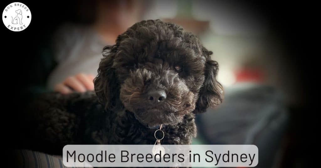 Moodle Breeders in Sydney