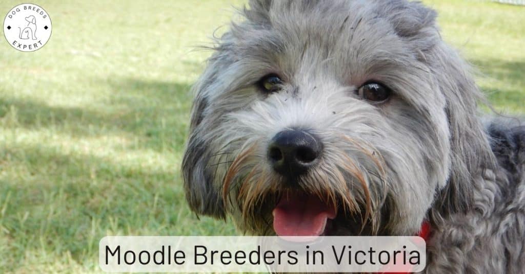 Moodle Breeders in Victoria
