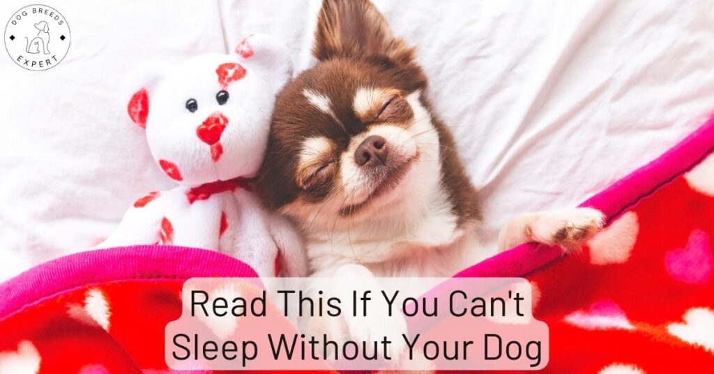 Read This If You Can't Sleep Without Your Dog