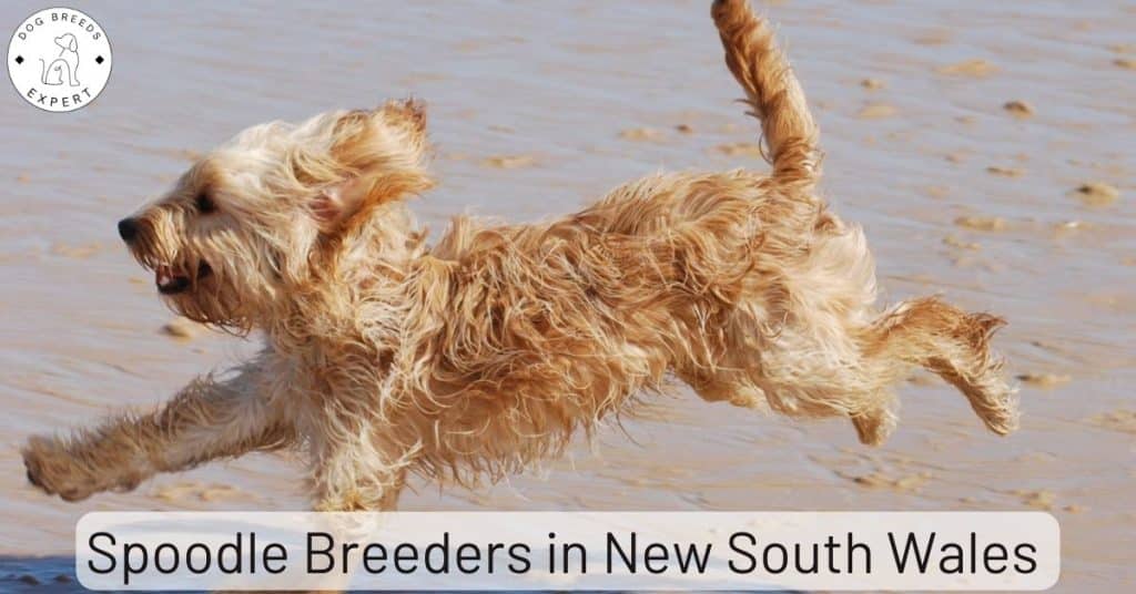 Spoodle Breeders in New South Wales (NSW) [2025] | List Of 2 Local Breeders