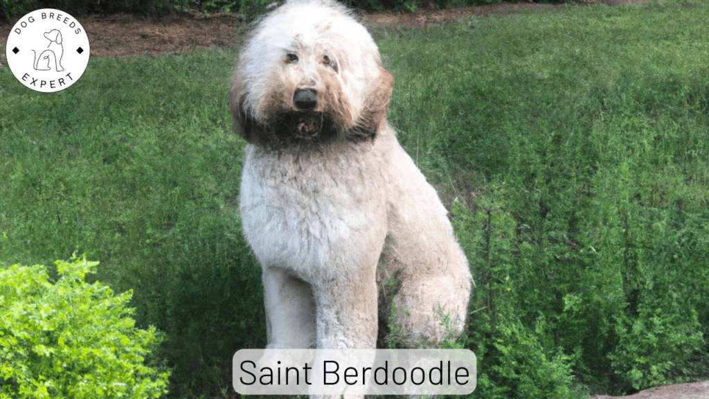 Saint Berdoodle Dog Guide
