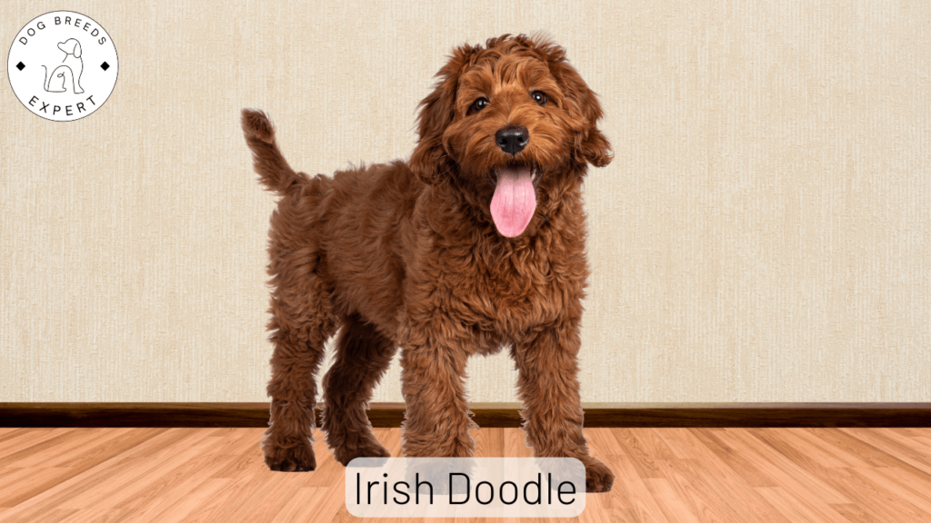 Irish Doodle Breed Guide