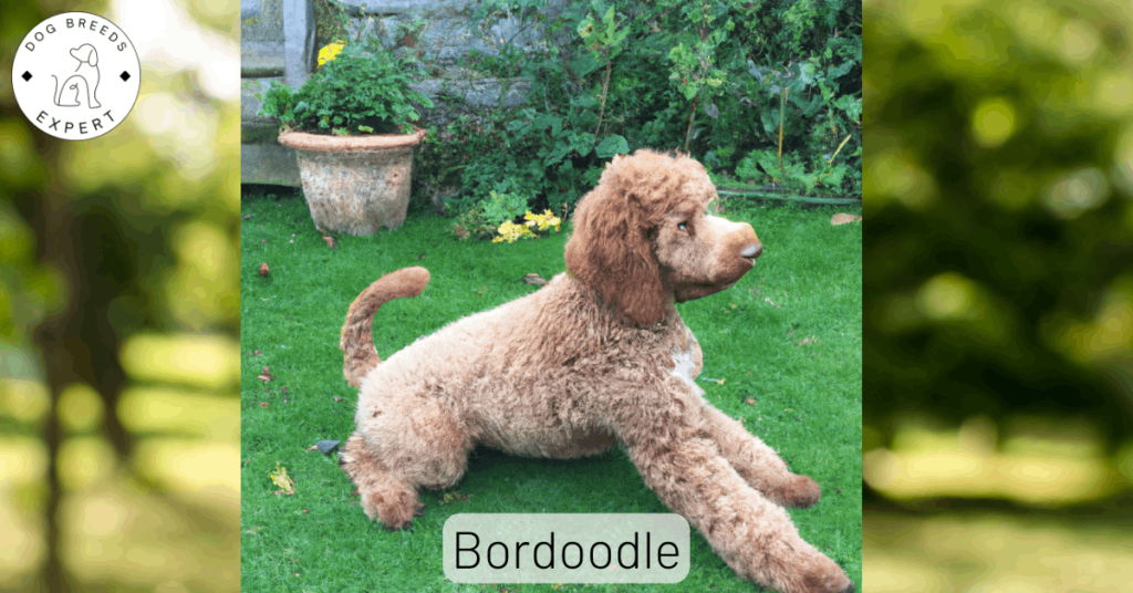 Bordoodle Mixed Dog Breed