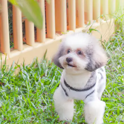 Shih-Poo