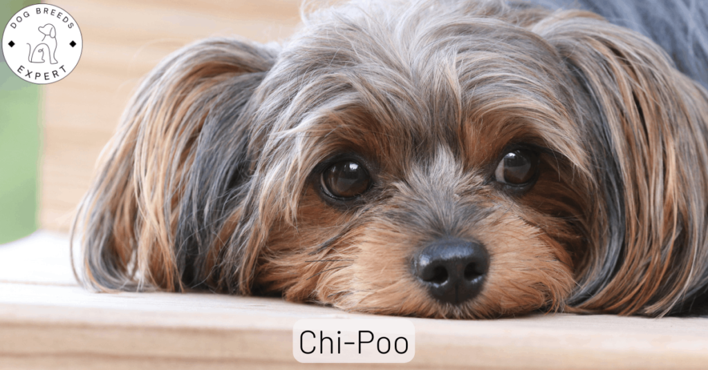 Chi-Poo Dog Breed Guide