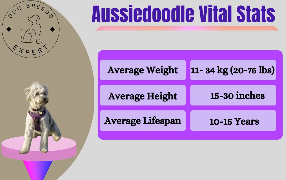 Aussiedoodle vital stats