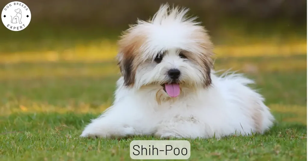 Shih-Poo Breed Guide