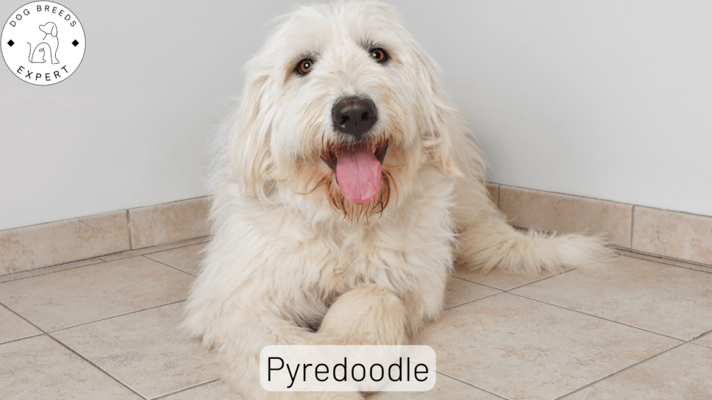 Pyredoodles dog breed