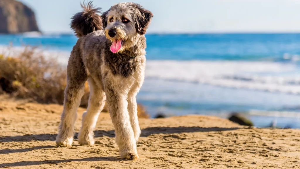 Aussiedoodles