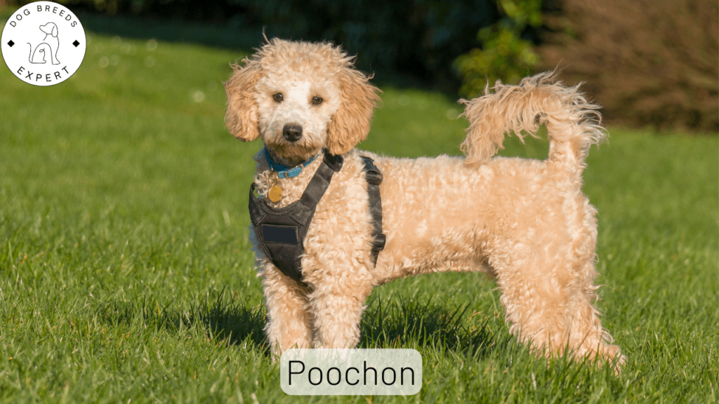 Poochon Mixed Dog Breed