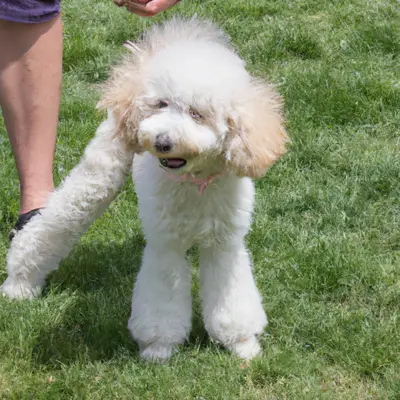 Poochon Mixed Dog Breed
