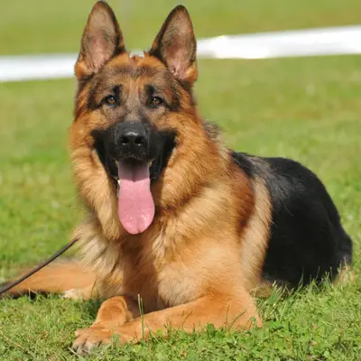 German Shepherd
