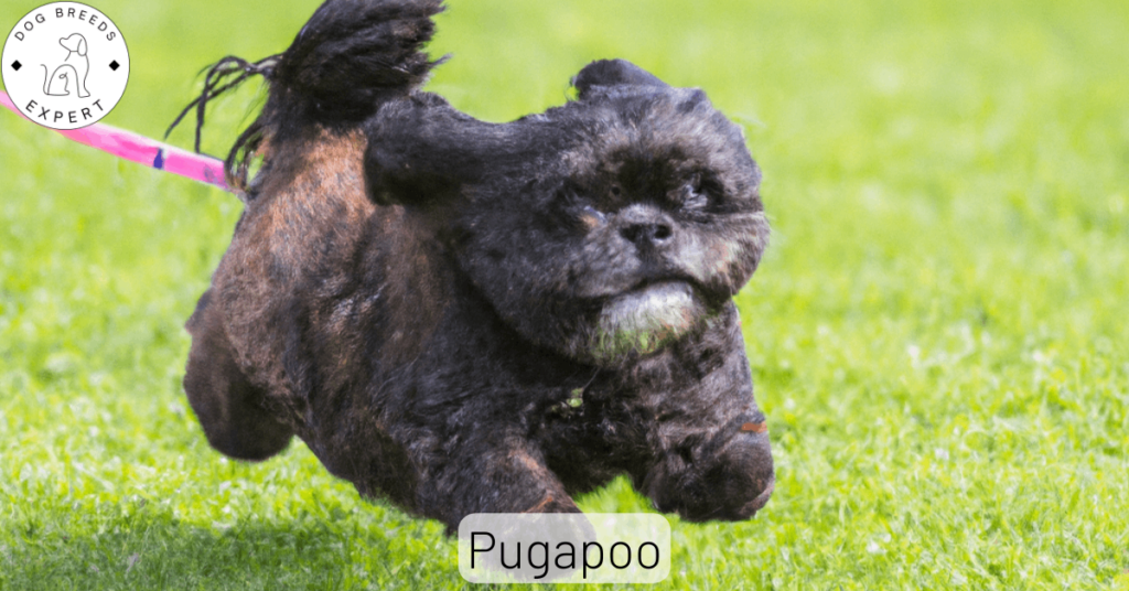 Pugapoo Guide