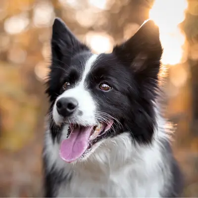 Border Collie