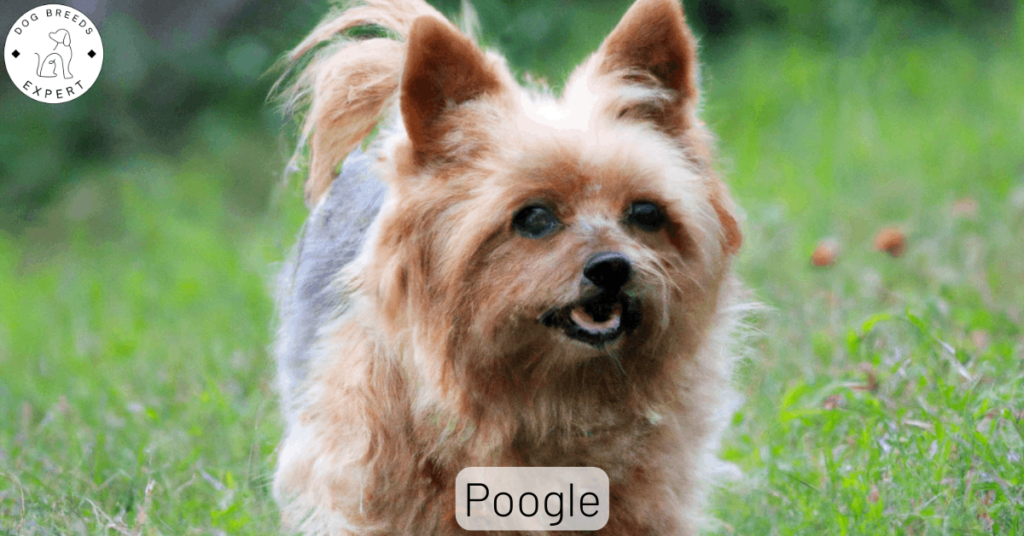 Poogle