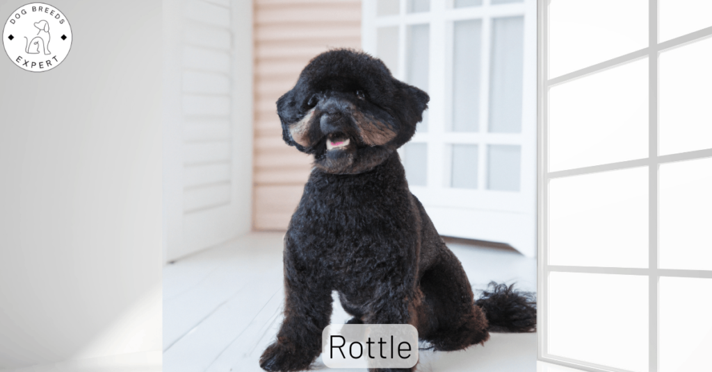 Rottle Dog