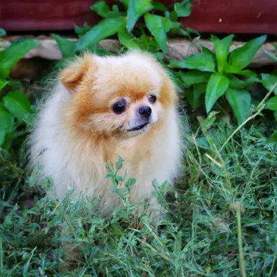 Pomapoo