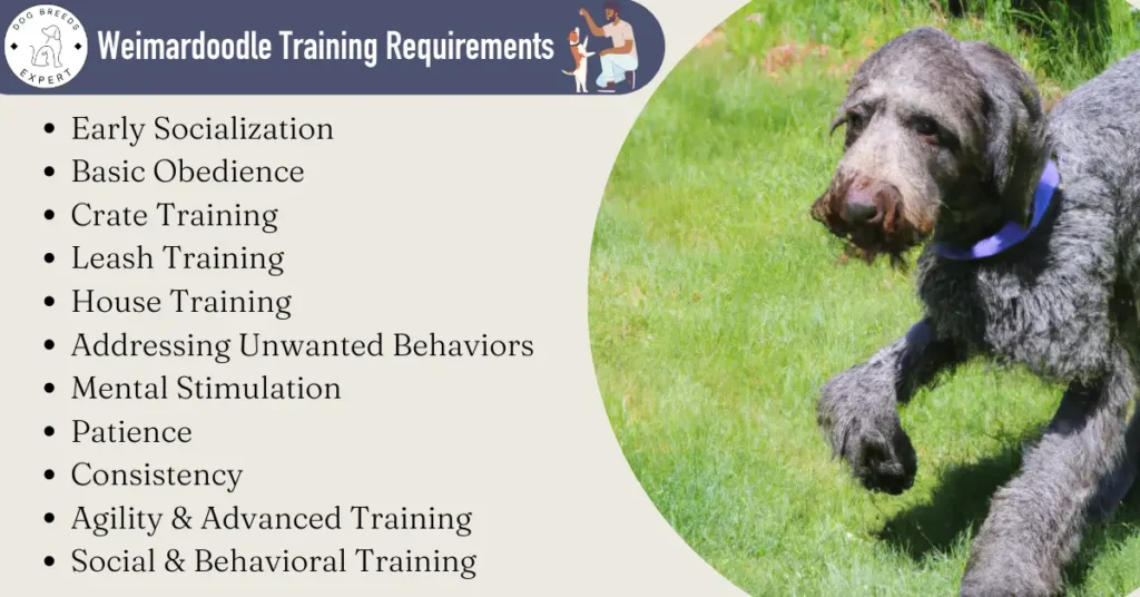 Weimardoodle training requirements