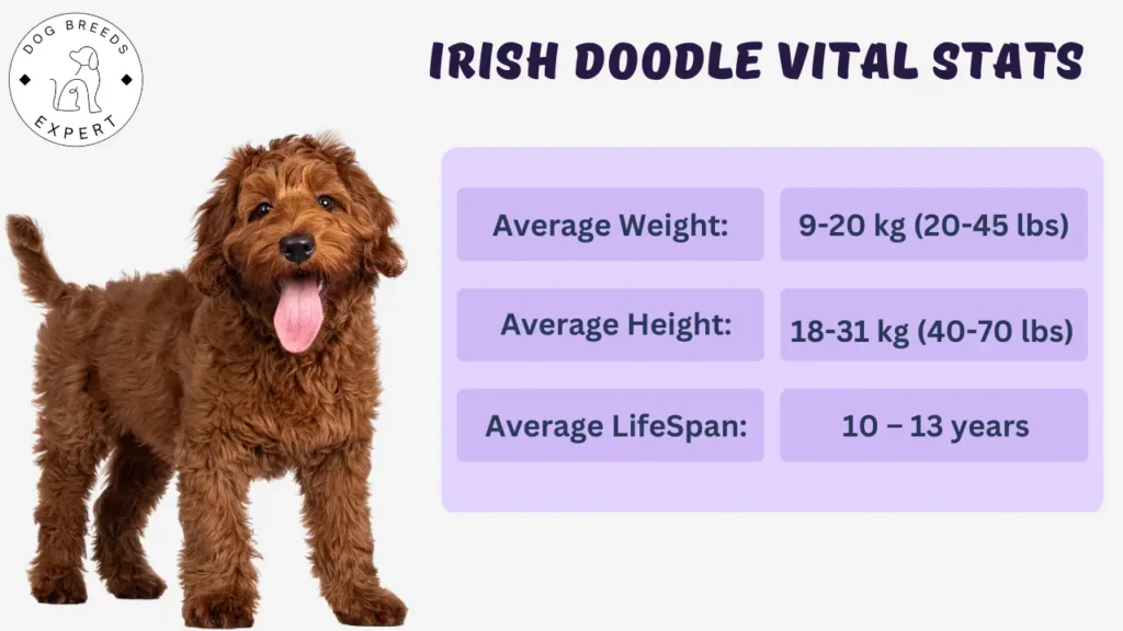 Irish Doodle vital stats