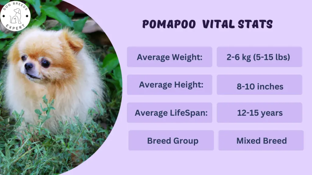 Pomapoo vital stats
