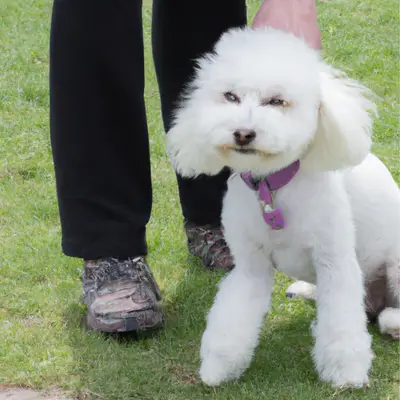 Poochon hybrid Dog