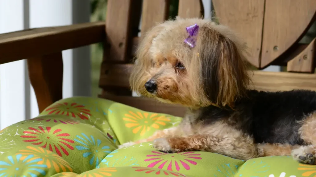 YorkiPoo