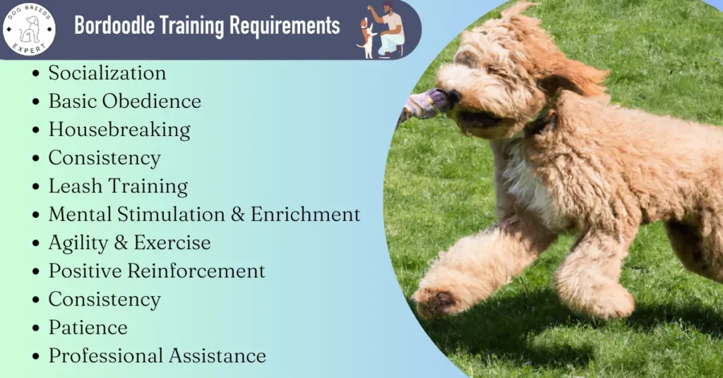 Bordoodle training requirements