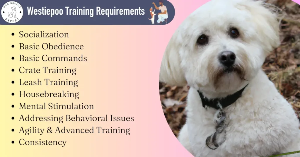 Westiepoo training requirements