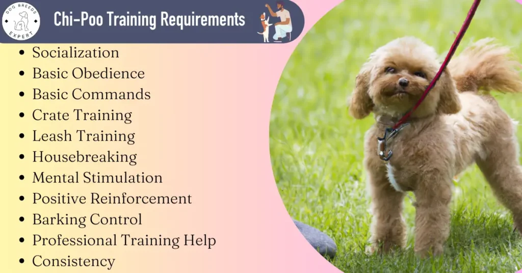 ChiPoo training requirements