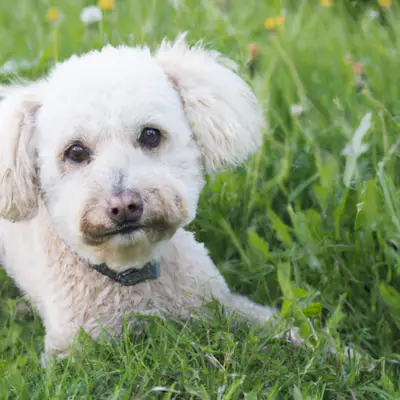 Westiepoo
