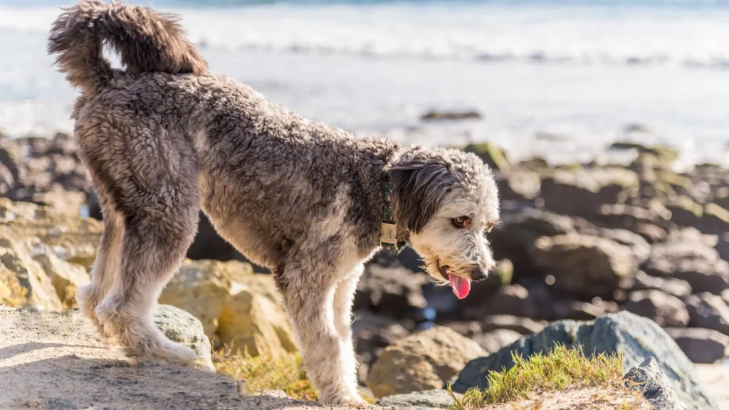 Aussiedoodle