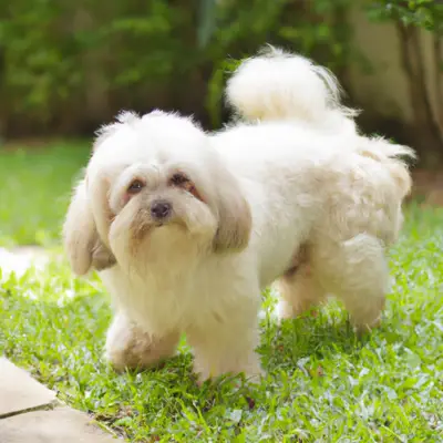 ChiPoo