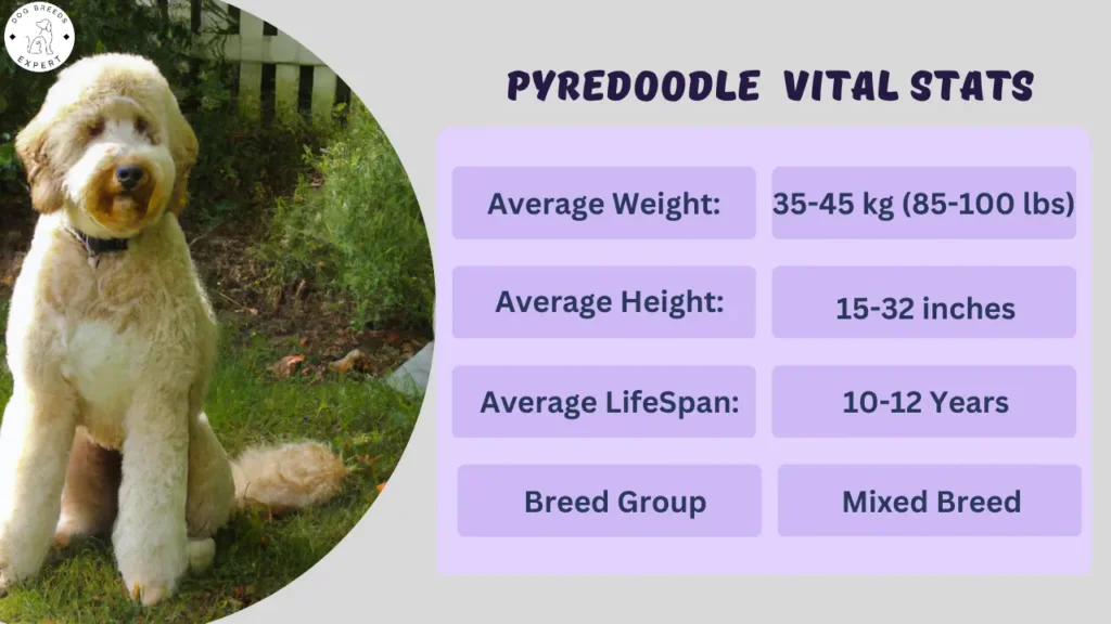Pyredoodle vital stats