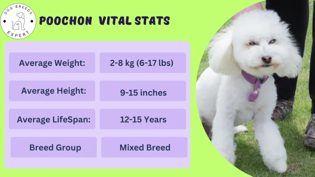 Poochon vital stats