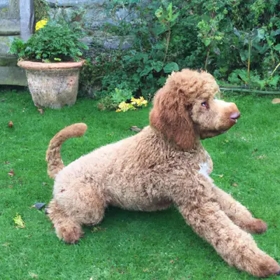 Bordoodle